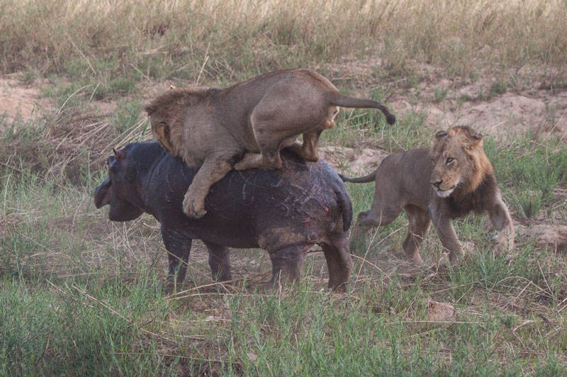 Trước đó, con hà mã xấu số đã bị hai con sư tử tấn công khi đang kiếm ăn ở gần bờ hồ.