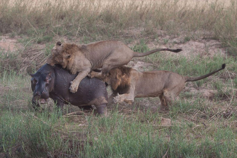 Với việc “đồng tâm hiệp lực”, hai con sư tử đã gây ra rất nhiều vết thương nghiêm trọng cho chú hà mã.