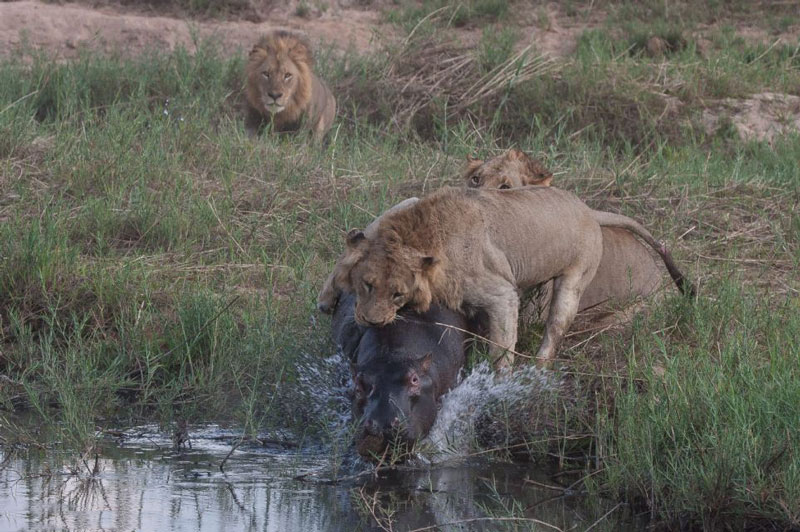 Ngay cả khi chú hà mã lao xuống nước để trốn chạy thì hai con sư tử vẫn quyết định không buông tha cho đối thủ.