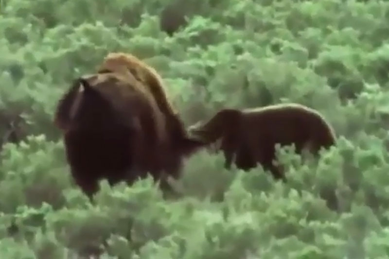Bò rừng bison bất lực nhìn gấu ăn thịt con. Mặc dù đã nỗ lực hết mình để chống trả, song bò rừng bison mẹ vẫn bất lực chứng kiến cảnh gấu bắt và ăn thịt đứa con bé bỏng của mình. (CHI TIẾT)
