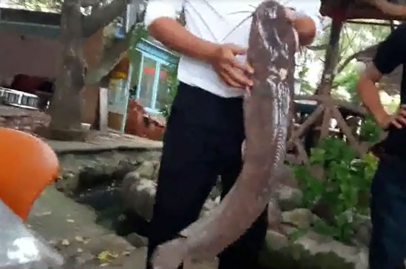 Câu được cá trê “khủng” trên sông Sài Gòn. Nam cần thủ trong đoạn video sau đây đã rất may mắn khi câu được một chú cá trê rất lớn trên sông Sài Gòn. (CHI TIẾT)