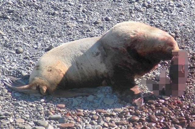 Con sư tử biển Steller đực ăn thịt một con non vào năm 2014. Ảnh: Viện Hàn lâm Khoa học Nga.