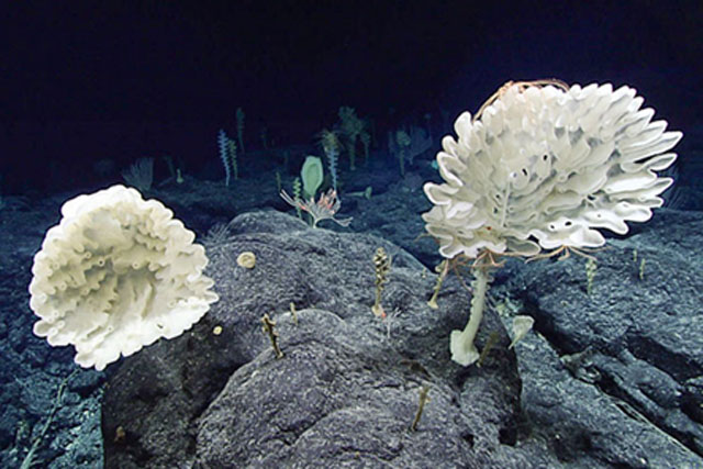Rất nhiều bọt biển thủy tinh sống dưới đáy biển sâu ở Thái Bình Dương. Ảnh: NOAA.