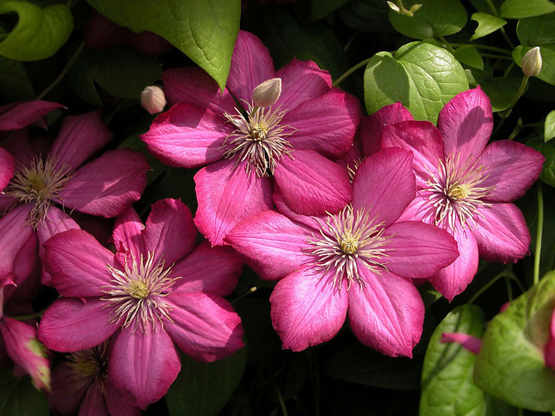 Chi hoa này có nguồn gốc chủ yếu ở Trung Quốc và Nhật Bản.