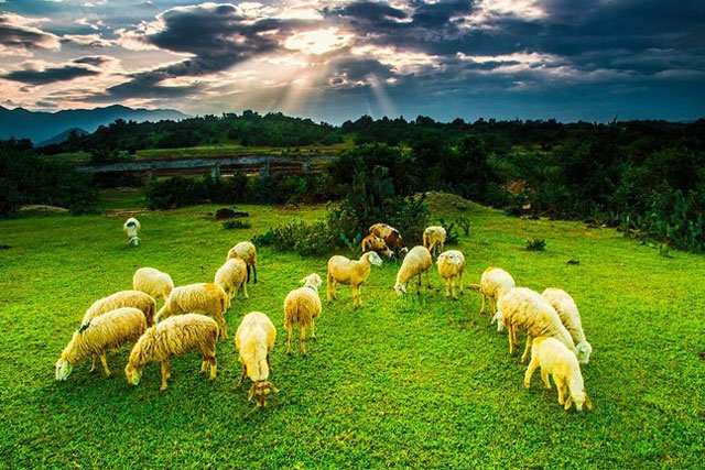  Đàn cừu có nhiệm vụ cắt cỏ hai bên bờ sông.