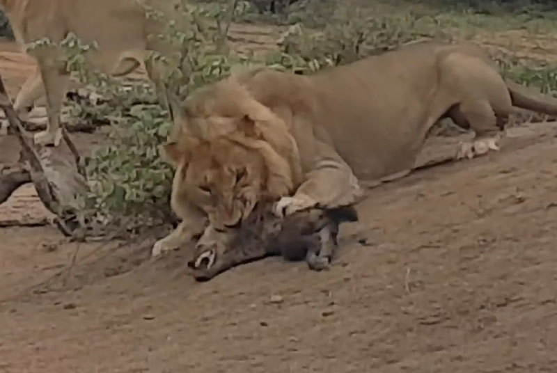 Sư tử đực giết linh cẩu con.
