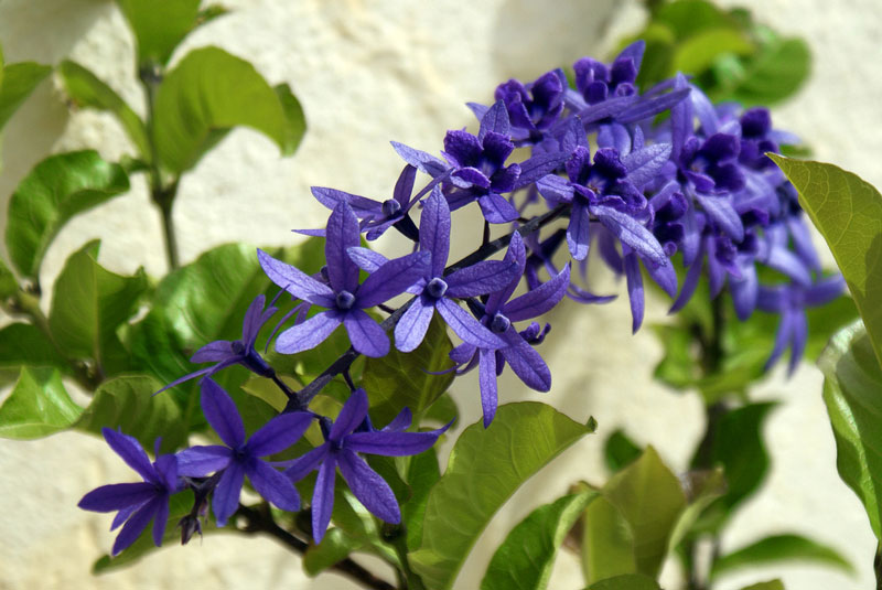 Cây hoa mai xanh có nguồn gốc từ Nam Mỹ và Châu Âu.