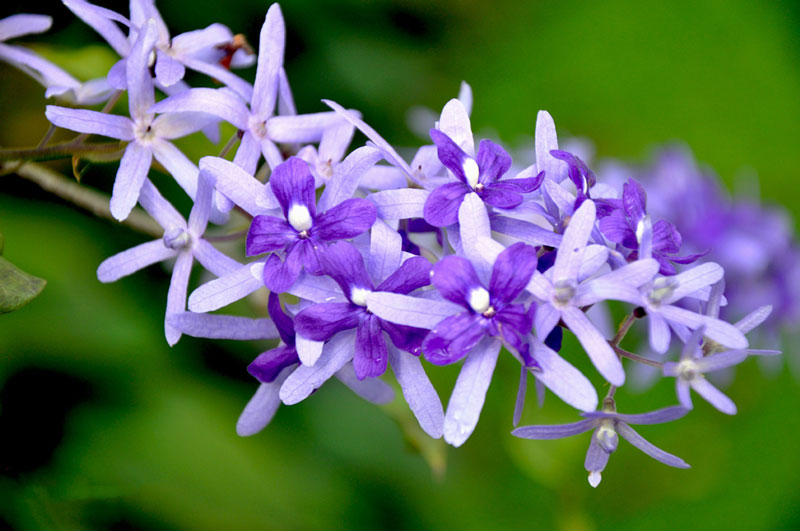 Hoa mai xanh rất độc đáo, ấn tượng tạo thành chùm hoa dài đến 20 - 40cm, hoa mọc từ nách lá nên cực kỳ sai hoa, những cành hoa nhẹ cong cong trổ dày đặc toàn hoa là hoa. 