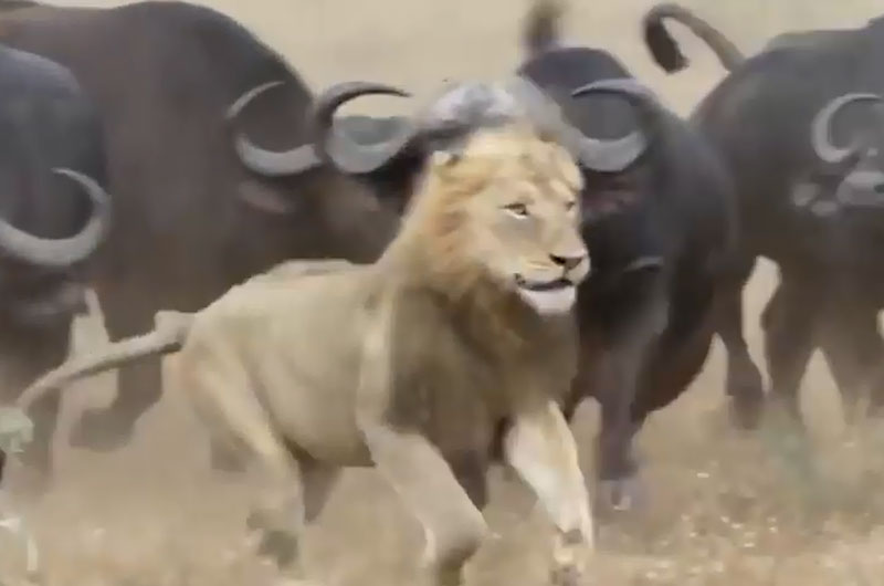 Bầy trâu rừng tấn công khiến sư tử đực bỏ chạy.