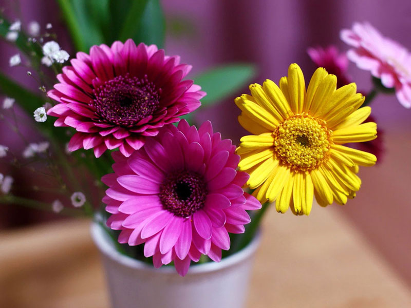 Loài hoa này tượng trưng cho hạnh phúc, nó mang ý nghĩa về vẻ đẹp và sự diệu kì. 