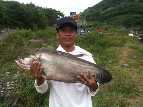Quang Nam: Bat duoc ca thac lac 