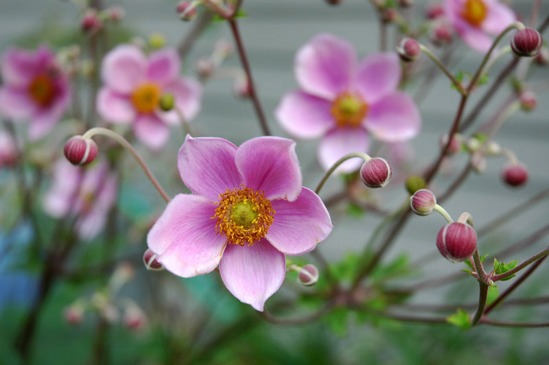 Hoa xuân Nhật có tên khoa học là Anemone hupehensis.