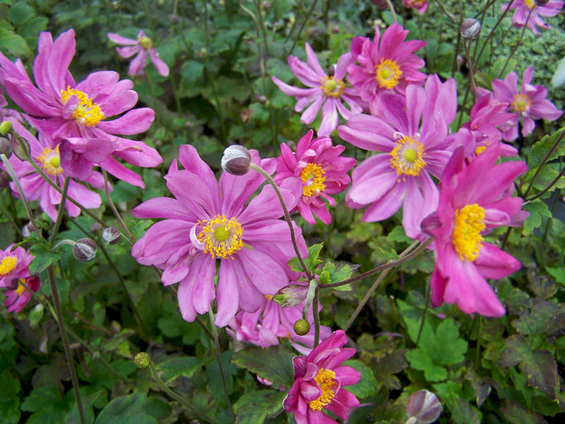 Hoa có bán kính từ 40 - 60cm. 