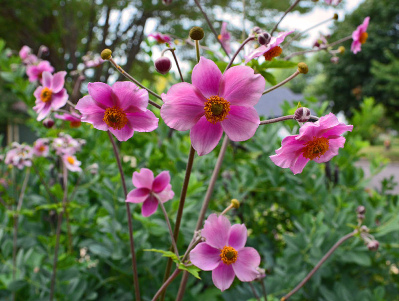 Hoa xuân Nhật thường nở vào mùa Hè đến mùa Thu.