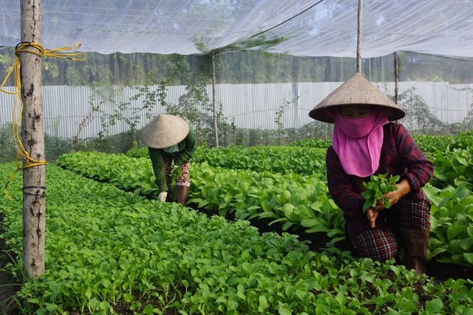 Theo các chuyên gia, hiện Việt Nam vẫn chưa có cơ sở đào tạo nguồn nhân lực cho nông nghiệp hữu cơ.