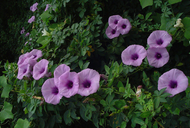 6. Bìm cảnh (bìm đẹp). Đây là loài thực vật có hoa trong họ Bìm bìm, có danh pháp khoa học là Ipomoea cairica. Bìm cảnh được trồng ở hầu hết vùng miền Việt Nam. 