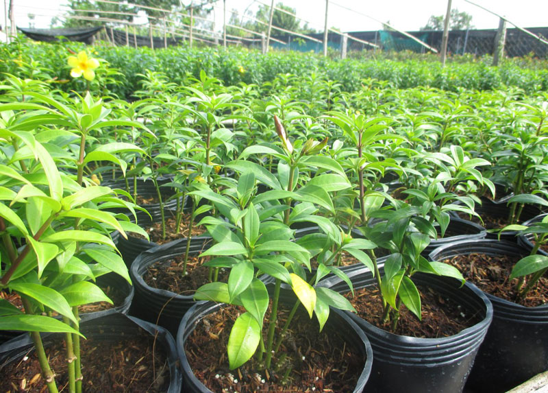 Cách trồng hoa huỳnh anh để tăng tính thẩm mỹ cho hàng rào ban công