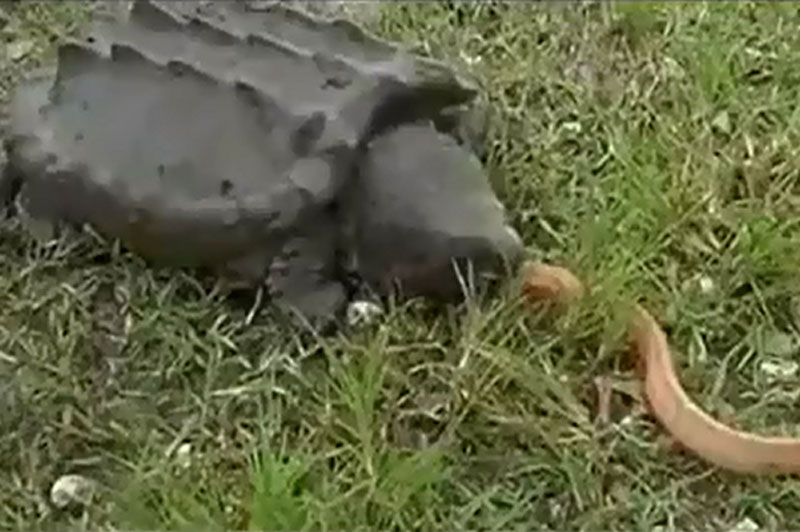 Rùa cá sấu giết rắn hổ mang.