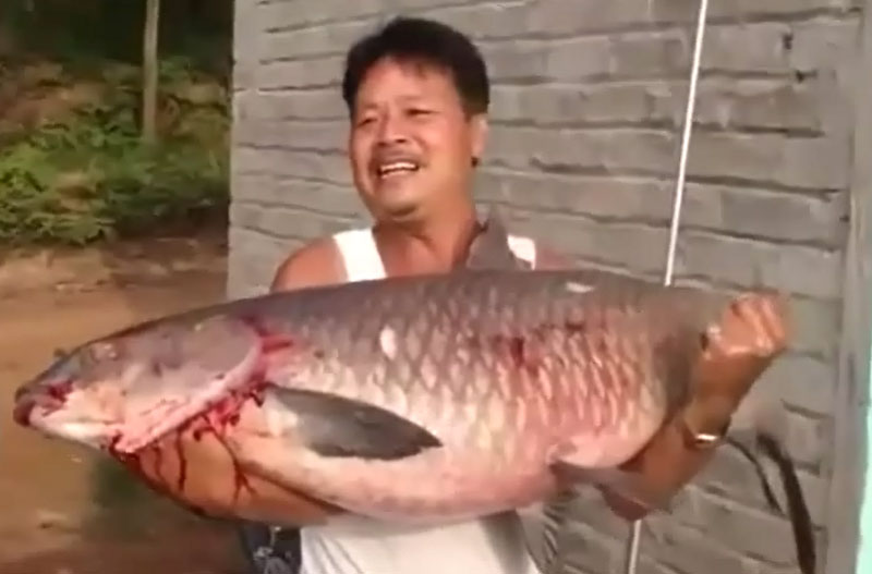 Chinh phục cá trắm đen khổng lồ ở Bắc Giang. Người đàn ông trong clip dưới đây đã tóm gọn con cá trắm đen có chiều dài 1,2m và nặng khoảng 20kg tại huyện Yên Thế, tỉnh Bắc Giang. (CHI TIẾT)