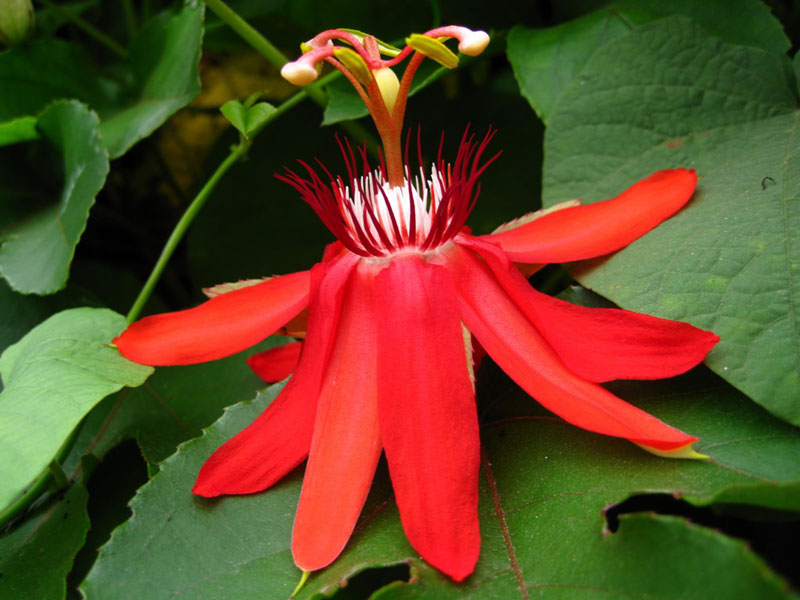 Dây sao đỏ có tên khoa học là Passiflora coccinea.