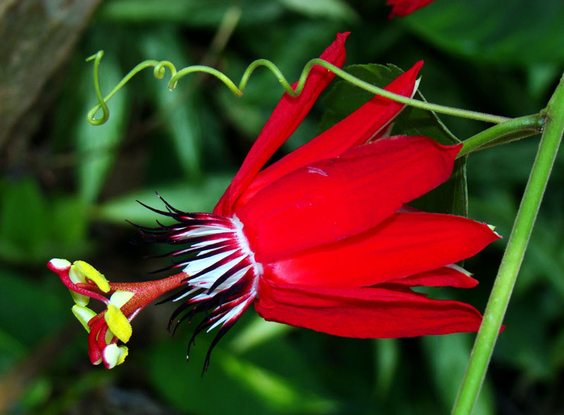 Đây là loài thực vật có hoa trong họ Lạc tiên (Passifloraceae). 