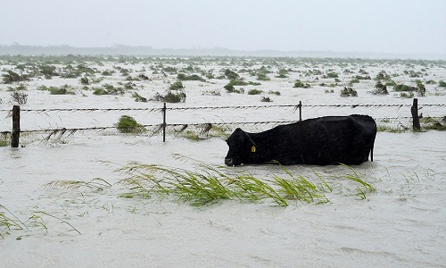 Một con bò chật vật để giữ đầu không chạm nước. Ảnh: Reuters.