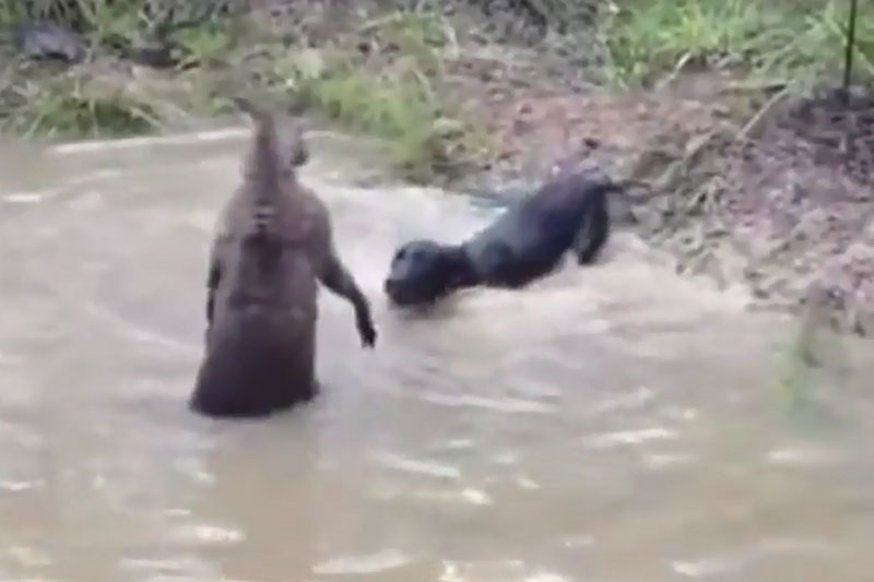 Chó săn suýt chết đuối vì bị kangaroo dìm xuống nước. Dù bị 2 con chó săn tấn công, nhưng chú kangaroo vẫn bình tĩnh xử lý tình huống và khiến một trong 2 con chó suýt bị chết đuối. (CHI TIẾT)