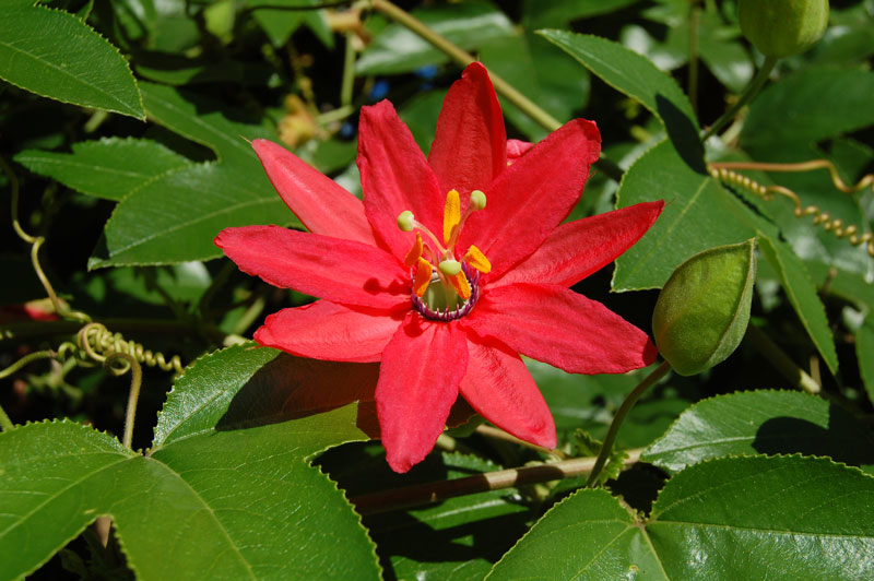 Loài hoa này phân bố chủ yếu ở một số tỉnh miền Nam Việt Nam.