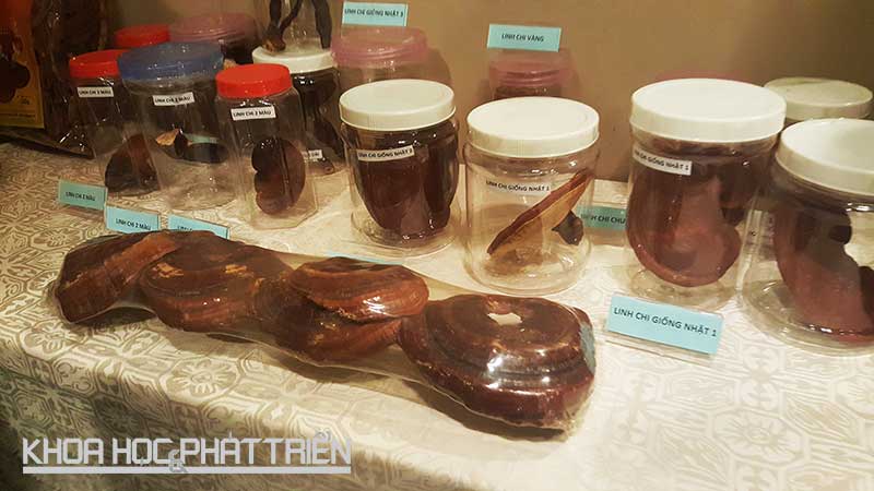 Các sản phẩm nấm linh chi được trưng bày tại hội thảo khoa học: “Những kế quả nghiên cứu về Linh chi trồng tại Việt Nam”. Ảnh: Tùng Minh