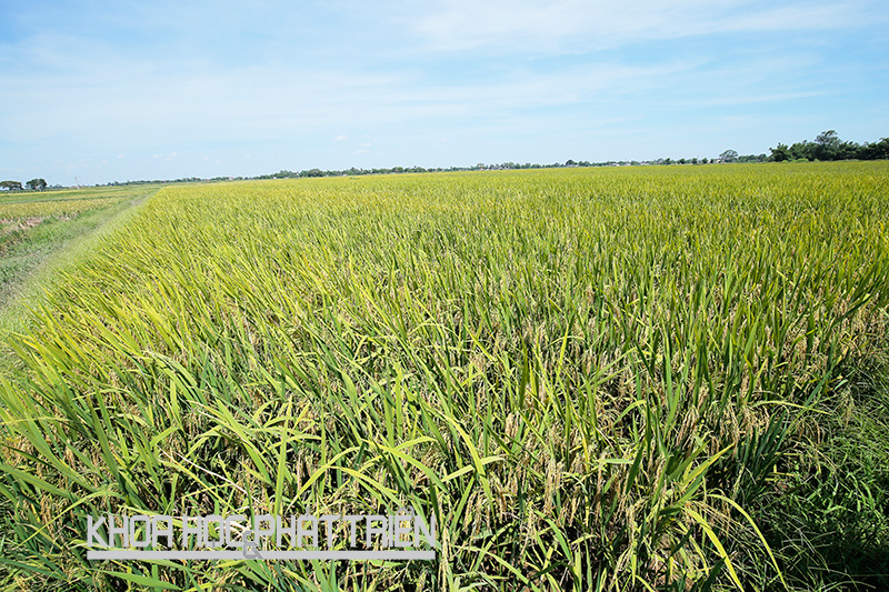 Giống lúa NPT 3 của Giáo sư Trần Duy Quý được trồng ở Yên Lạc, Vĩnh Phúc. Ảnh: Bích Phượng