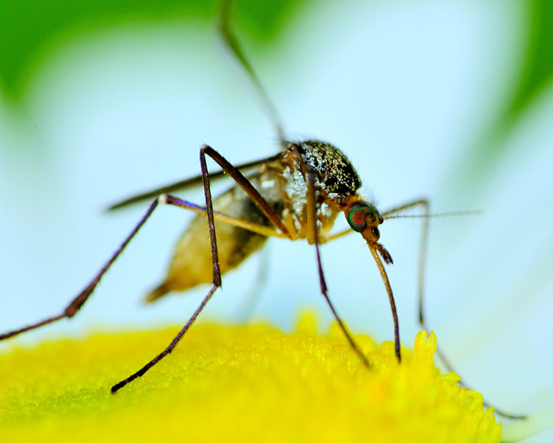 Vectrax ® thu hút muỗi hơn cả các loại hoa. Ảnh: Control-mosquitoes