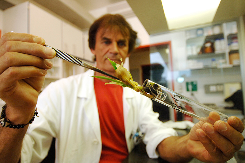 Một nhà khoa học châu Âu đang nghiên cứu lai tạo cây chuối trong phòng thí nghiệm. Ảnh: EurActiv