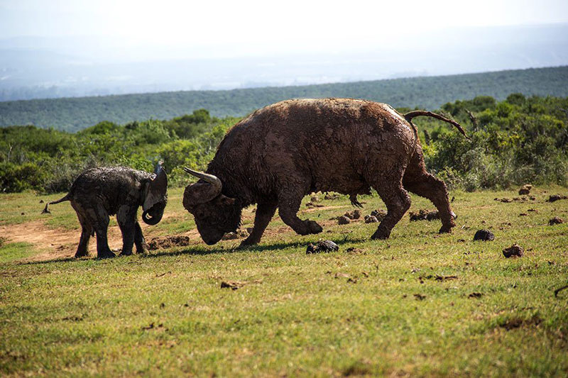 Theo tờ The Sun, cảnh tượng voi con bị trâu rừng húc văng xa hơn 3m kể trên do hướng dẫn viên tham quan động vật hoang dã Conrad Cramer tình cờ ghi lại được tại vườn quốc gia Addo Elephant ở Nam Phi.