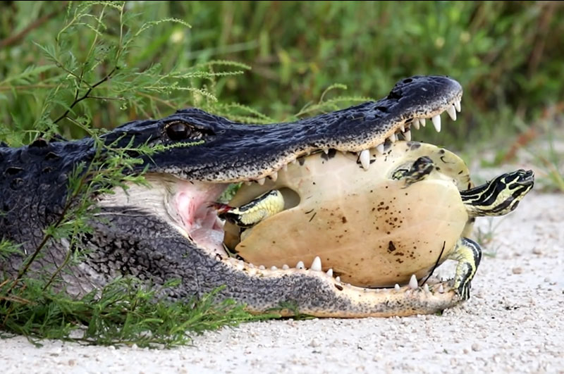 Cá sấu mõm ngắn Mỹ cố gắng cắn vỡ mai chú rùa.