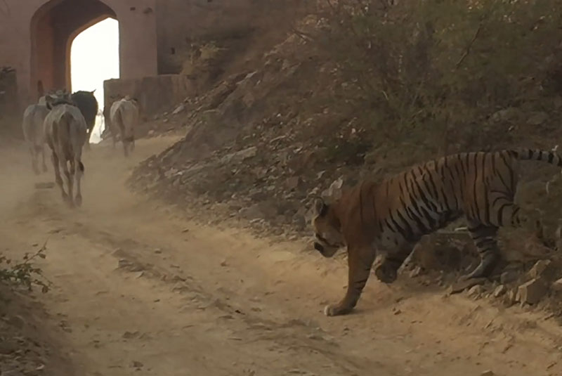 Hổ săn trộm bò của nông dân ngay trước cổng làng.