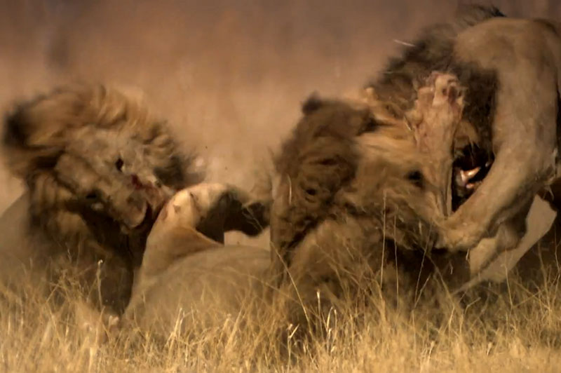Đại chiến truất ngôi vương kinh hoàng của loài sư tử. Dù con sư tử đầu đàn có sức mạnh hơn bất cứ đối thủ nào, nhưng với việc phải “1 chọi 3” nên nó đành chấp nhận thua cuộc đầy đau đớn. (CHI TIẾT)