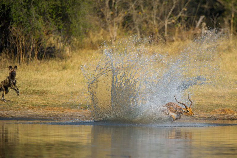 Khi bị bầy chó hoang truy sát, chú linh dương Impala kể trên đã quyết định lao xuống dòng sông Khwai để chạy trốn.