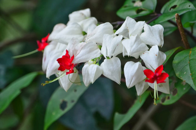 Ngọc nữ là loại cây leo có hoa đẹp, được trồng làm cảnh rộng rãi ở nước ta.