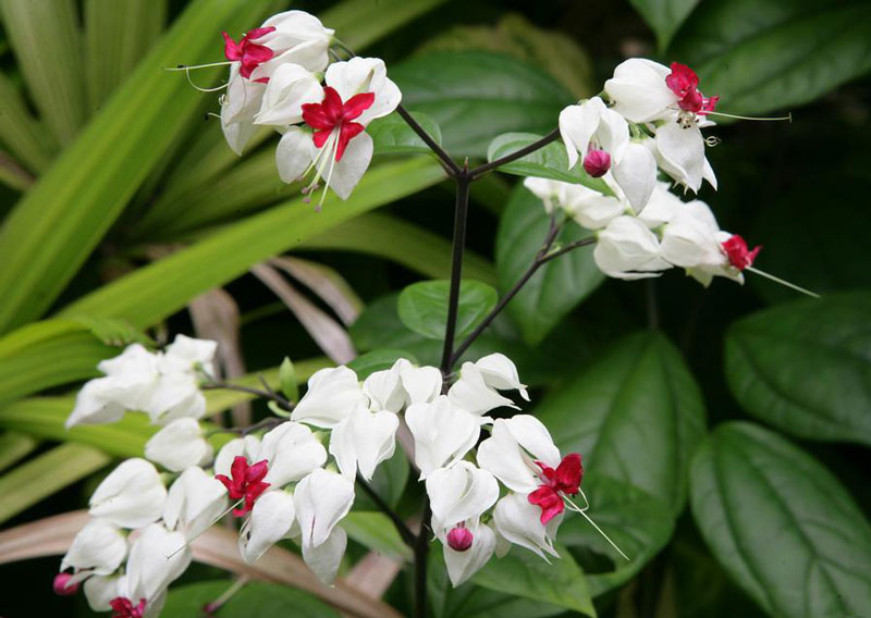 Đây là loài thực vật có hoa thuộc chi Clerodendrum của họ Hoa môi.
