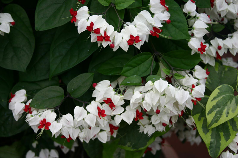 Hoa ngọc nữ là loài cây bản địa của Tây Phi nhiệt đới, từ Cameroon đến Senegal.