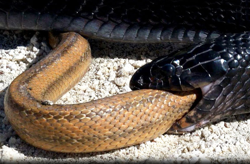 Rắn Indigo nuốt sống rắn chuột trong chớp mắt. Với thân hình to lớn hơn rất nhiều, con rắn Indigo đã dễ dàng tóm gọn và nuốt sống rắn chuột một cách dễ dàng. (CHI TIẾT)
