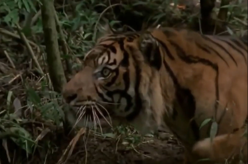 Hổ Sumatra săn mồi.