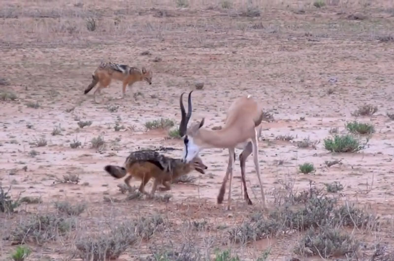 Chó rừng hạ sát linh dương Impala. Trước sự tấn công của chó rừng, linh dương Impala đã nỗ lực chống trả quyết liệt nhưng nó vẫn bị kẻ săn mồi hạ sát. (CHI TIẾT)