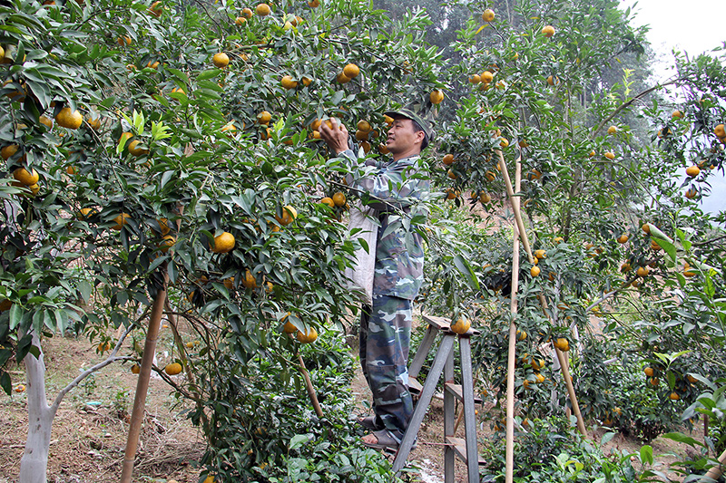 Vườn quýt trồng theo hướng VietGAP của gia đình ông Bàn Văn Thu ở thôn Phiêng, xã Quang Thuận, huyện Bạch Thông. Ảnh: Lê Trang