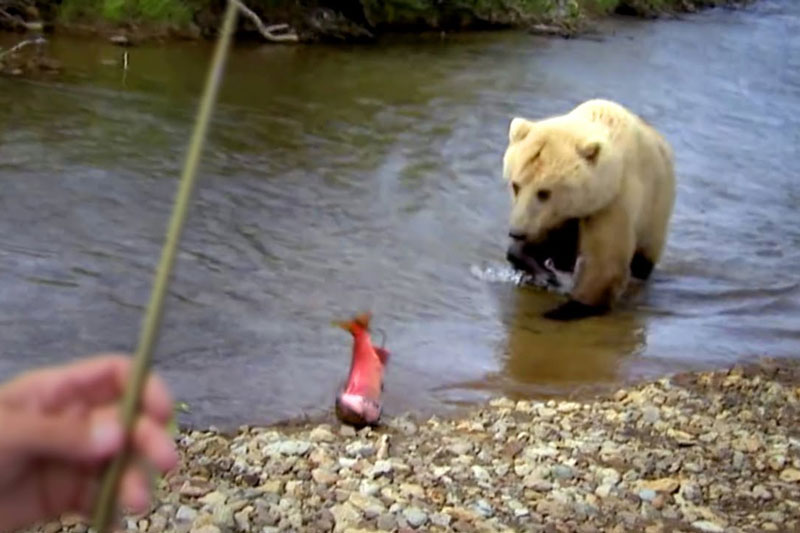 Gấu xám khổng lồ ngang nhiên cướp cá của cần thủ. Chuyến đi câu cá hồi đỏ ở Alaska của Jeremy Wade đã gặp phải một “vị khách không mời mà tới”. Đó chính là con gấu xám Bắc Mỹ khổng lồ và nó còn ngang nhiên cướp cá của cần thủ người Anh. (CHI TIẾT)