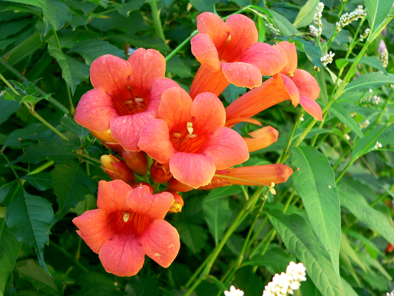 Đăng tiêu (đăng tiêu hoa to) có danh pháp khoa học là Campsis grandiflora. Đây là loài thực vật có hoa trong họ Chùm ớt. 