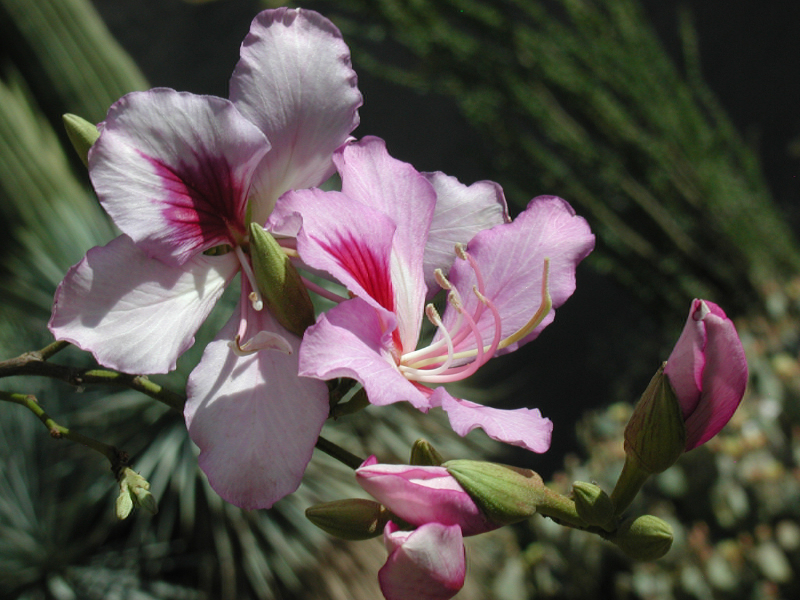 Hoa thường mọc ra từ nách lá còn non. Hoa của nó dễ thấy, có 5 cánh có màu thường là màu trắng có sọc hồng nhạt, tím hoặc là màu phớt tím có sọc tím đậm hơn, hồng nhạt có sọc đậm hơn. 