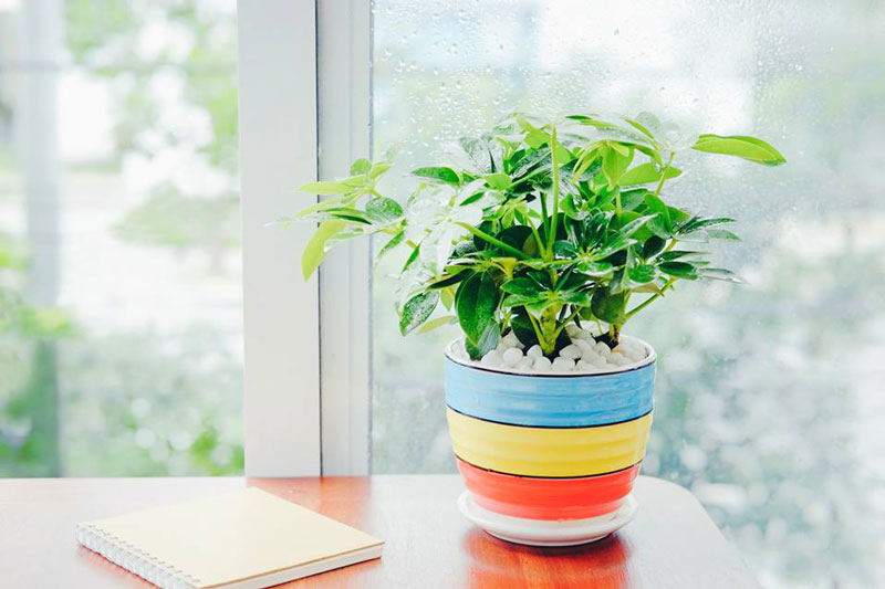 Chậu ngũ gia bì đặt bàn. Ảnh minh họa. Chậu ngũ gia bì đặt bàn. Ảnh minh họa.