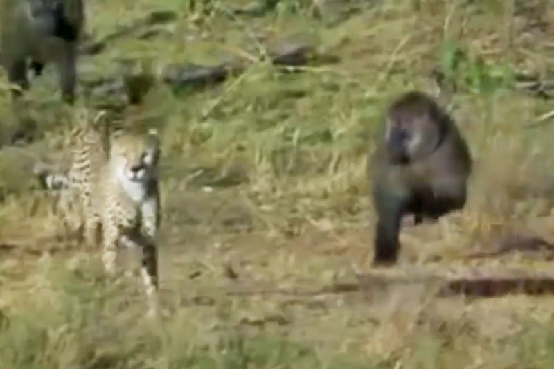 Khỉ đầu chó tấn công báo săn, cứu sống linh dương Impala. Điều bất ngờ đã xảy ra ở đoạn video dưới đây khi bầy khỉ đầu chó cùng nhau tấn công báo săn để cứu sống con linh dương Impala. (CHI TIẾT)