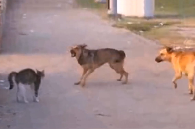 Những tình huống mèo nổi điên, tấn công chó. Điều bất ngờ đã xảy ra trong đoạn video sau đây khi những con mèo “nổi điên” tấn công khiến chó phải sợ hãi. (CHI TIẾT)